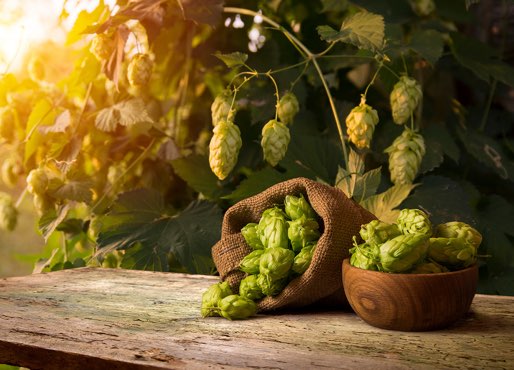 cave à vin à Pechbonnieu (31) près de Castelginest